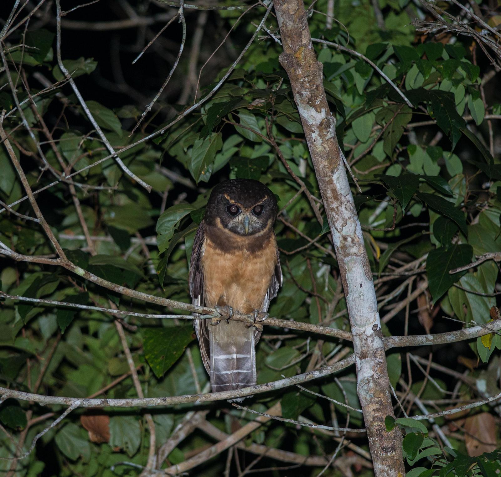 Tawny-browed Owl Photo by Evaldo Cesari de Oliveira Jr