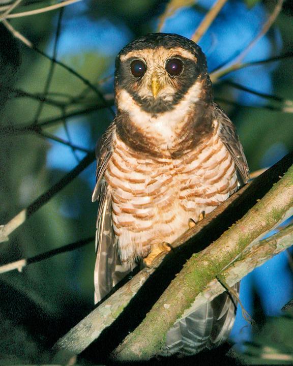 Band-bellied Owl Photo by Nick Athanas