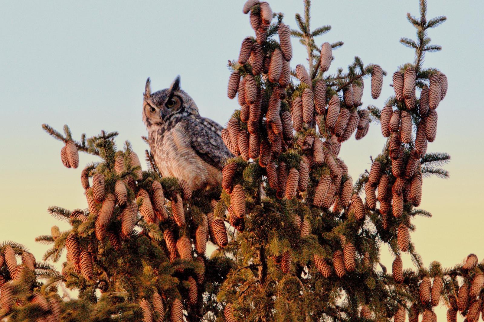 Great Horned Owl Photo by Linda Cote