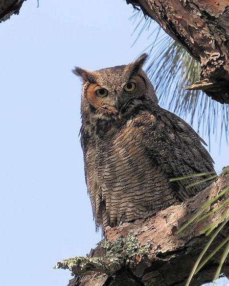Great Horned Owl Photo by Kevin Brabble