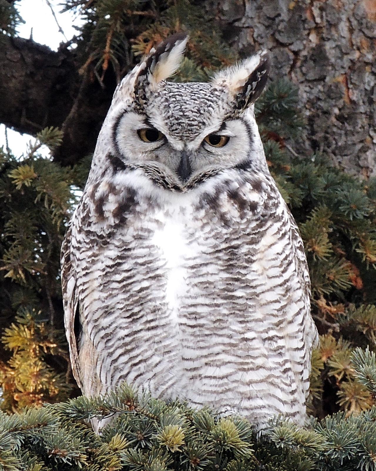 Great Horned Owl Photo by Bob Pruner