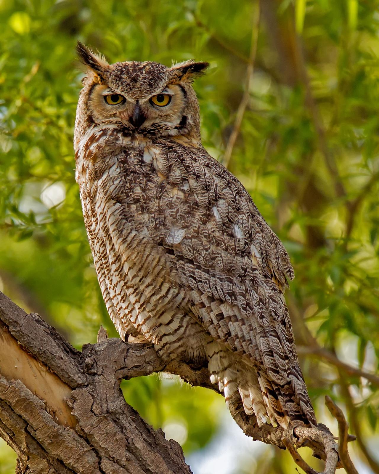 Great Horned Owl Photo by JC Knoll