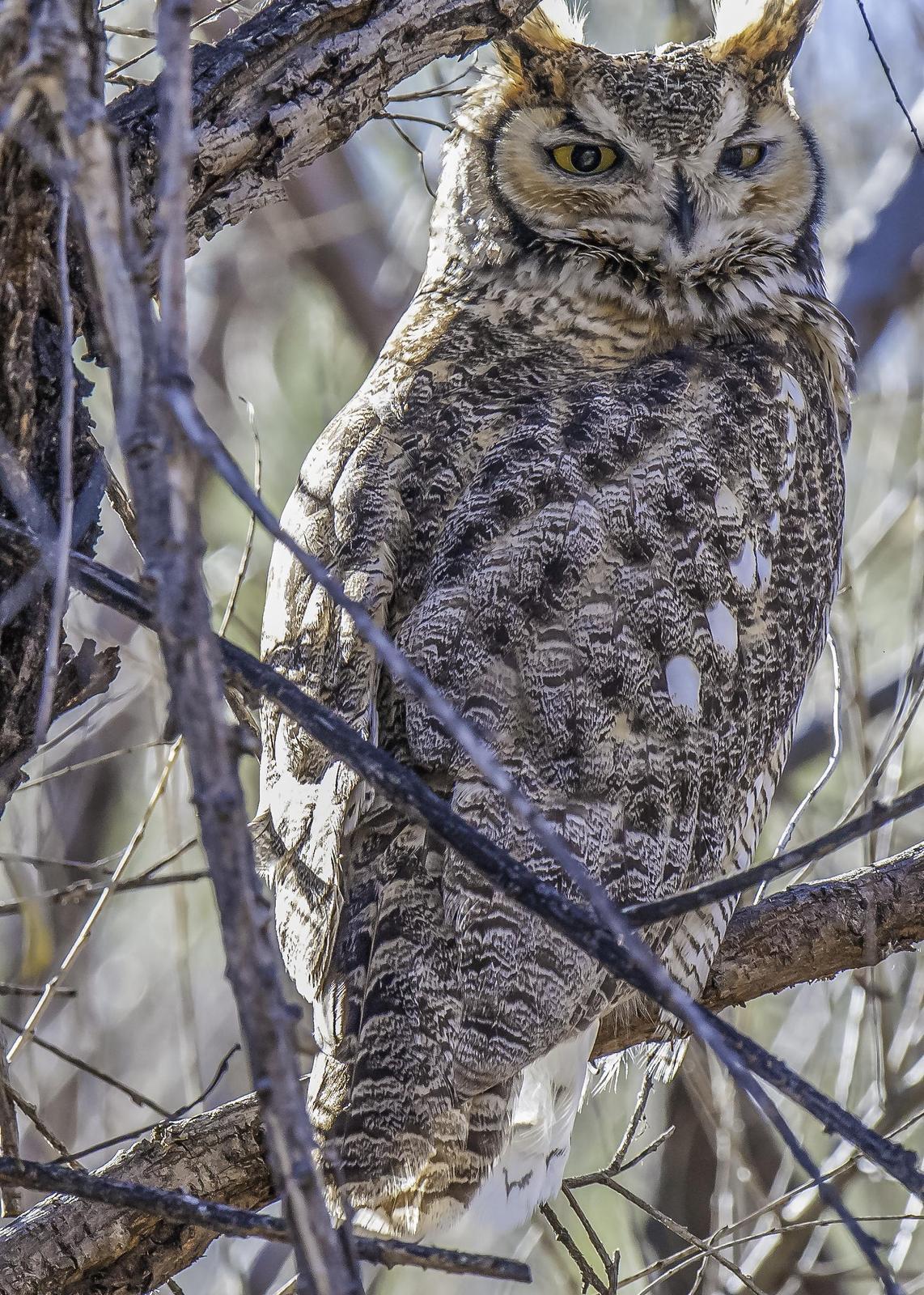Great Horned Owl Photo by Mason Rose