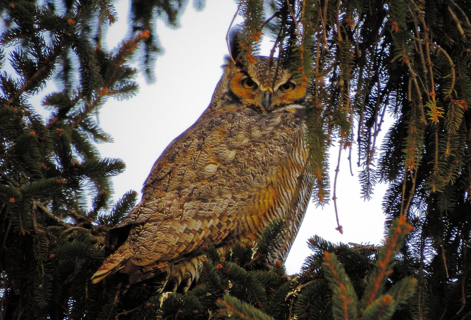 Great Horned Owl Photo by Kent Jensen