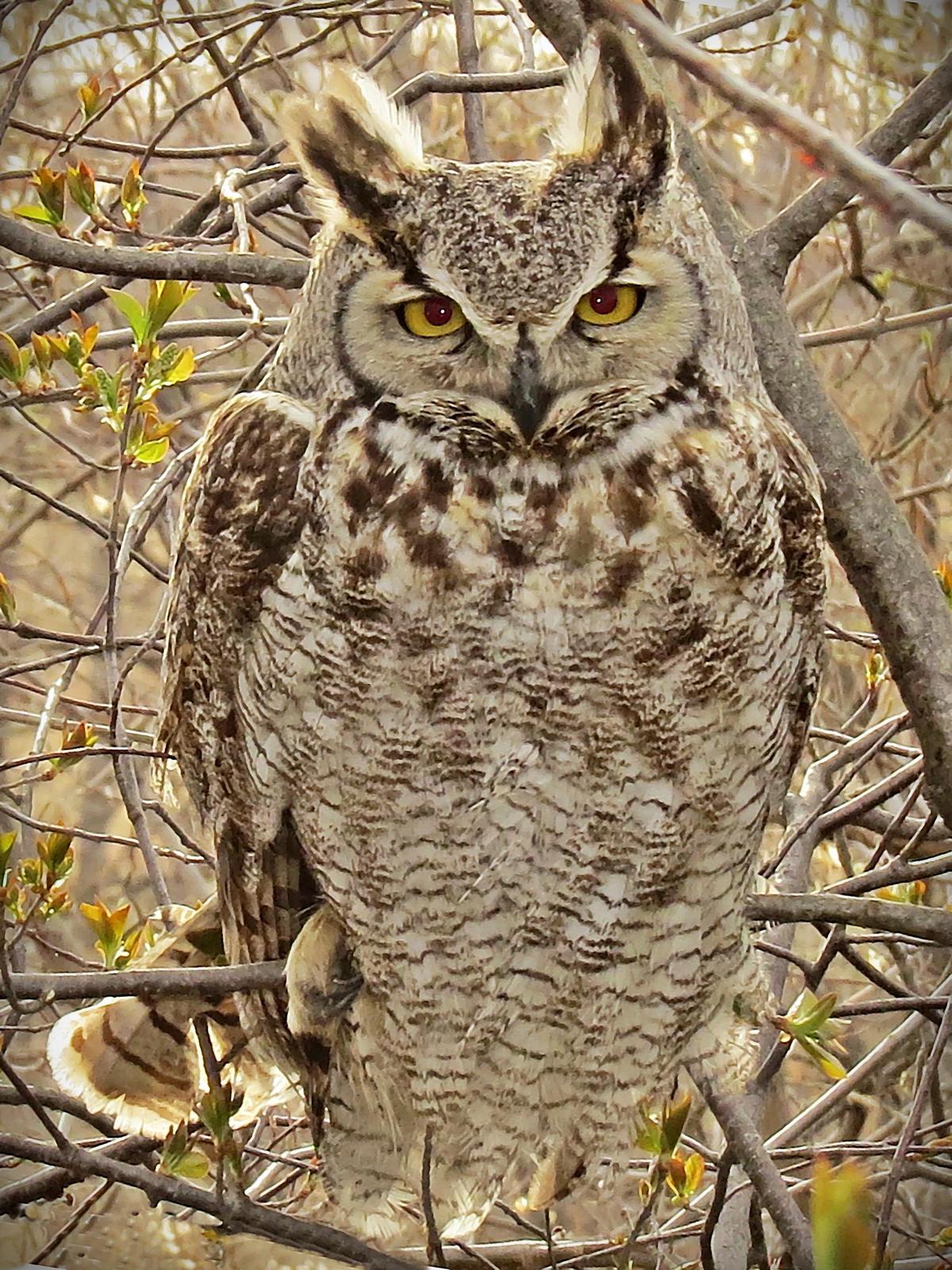 Great Horned Owl Photo by Bob Neugebauer