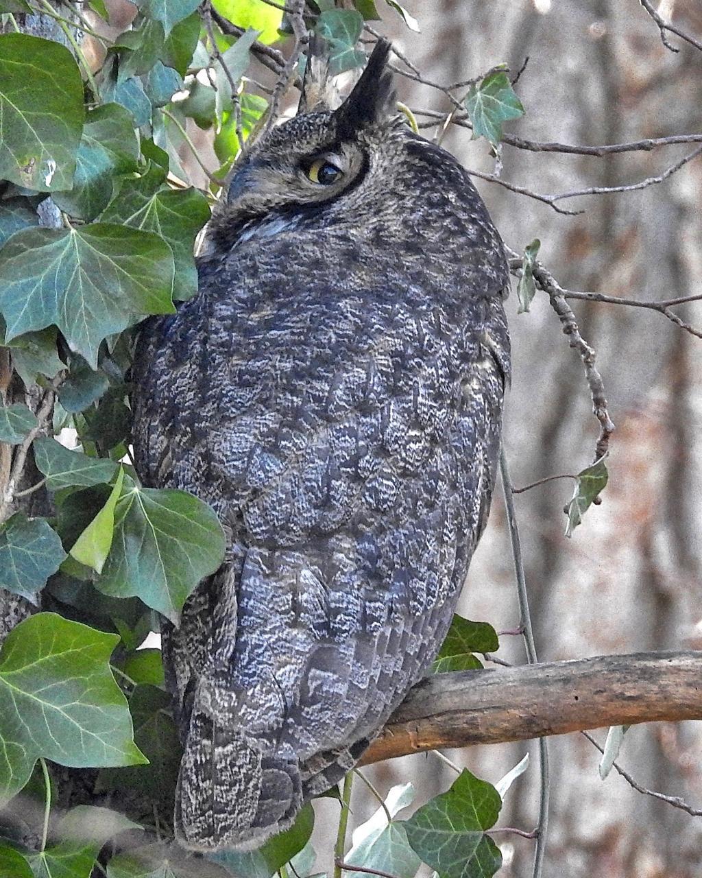 Great Horned Owl Photo by Brian Avent