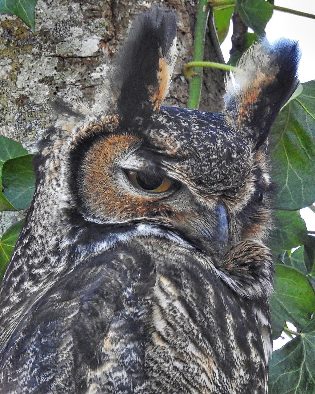 Great Horned Owl Photo by Brian Avent