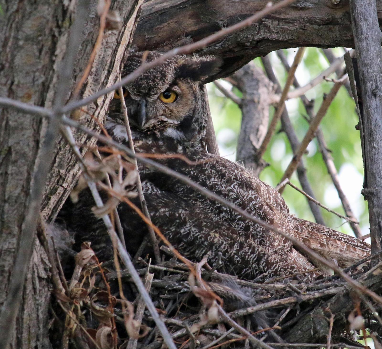 Great Horned Owl Photo by Roblyn Brown