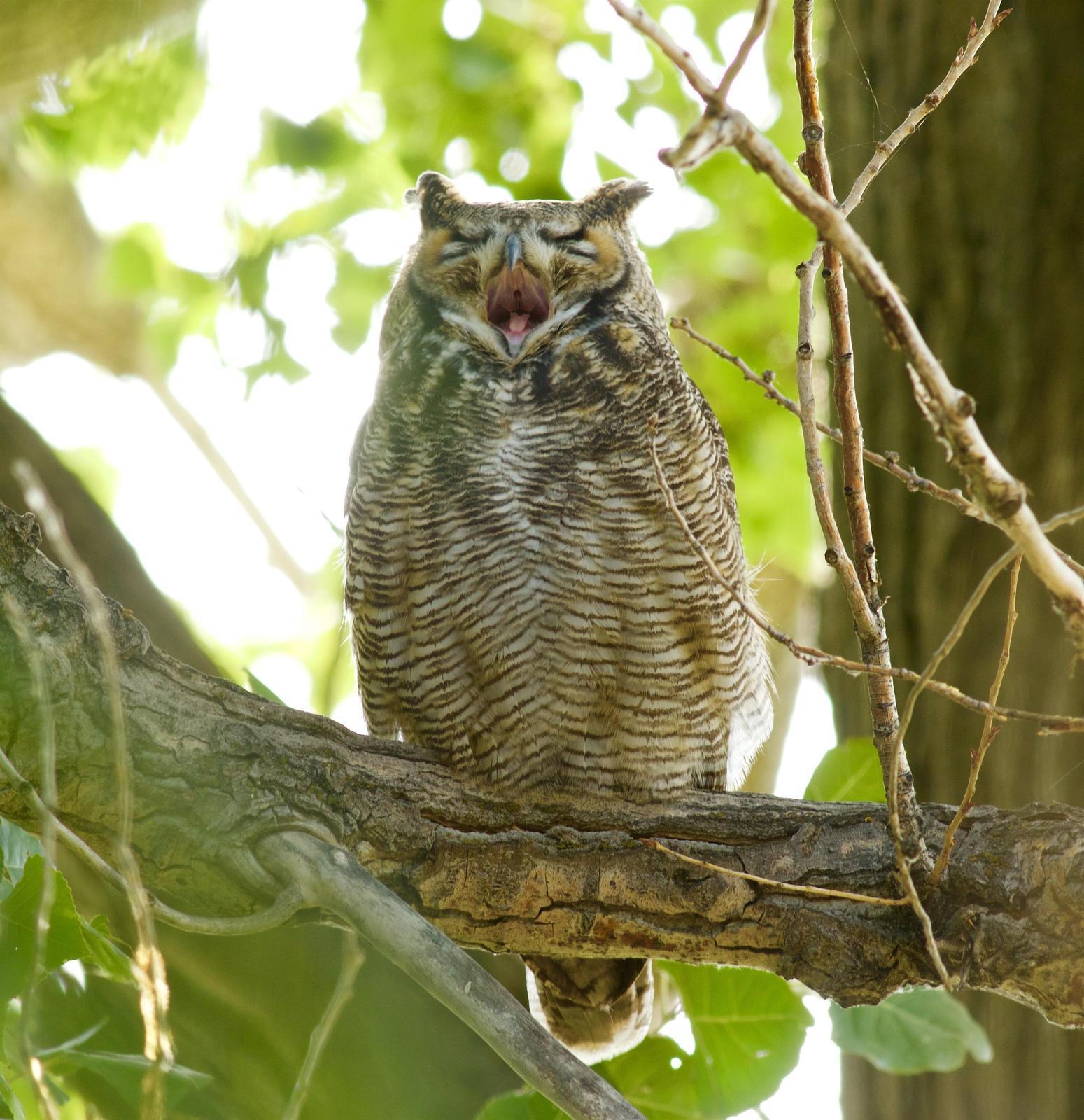 Great Horned Owl Photo by Kathryn Keith