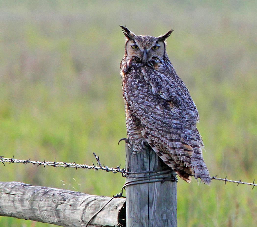 Great Horned Owl Photo by Tom Gannon