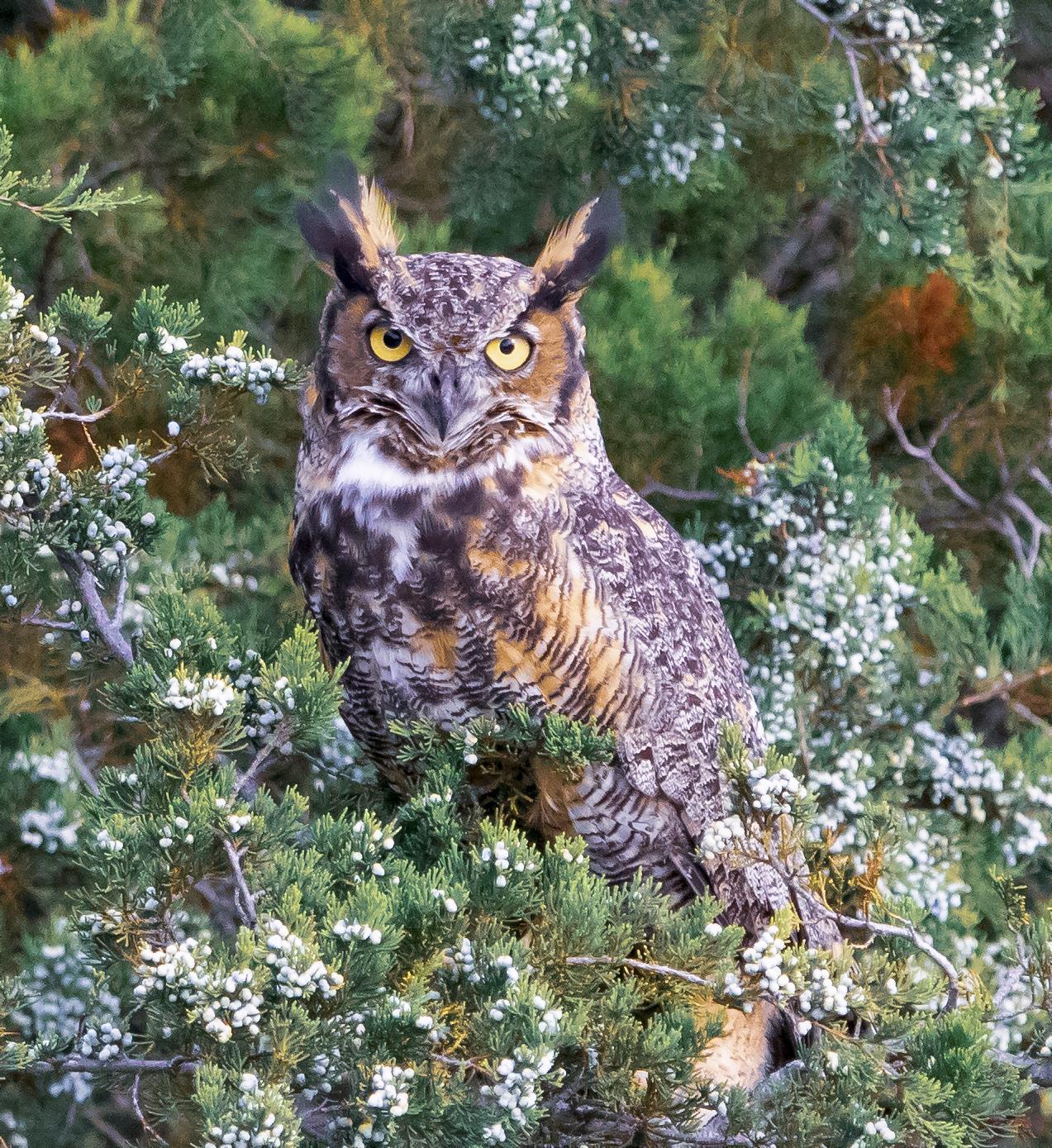 Great Horned Owl Photo by Tom Gannon