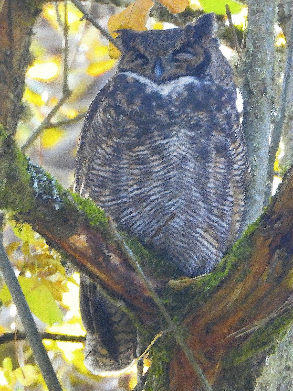 Great Horned Owl Photo by Dan Tallman