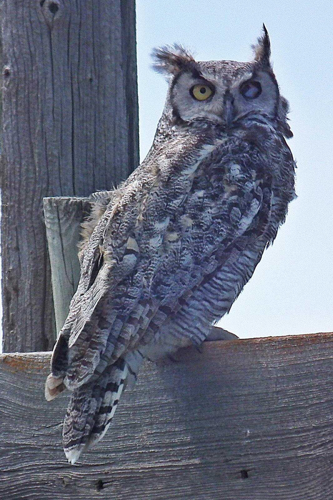 Great Horned Owl Photo by Enid Bachman