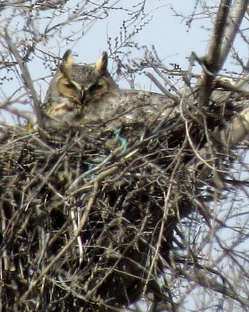 Great Horned Owl Photo by Kelly Preheim