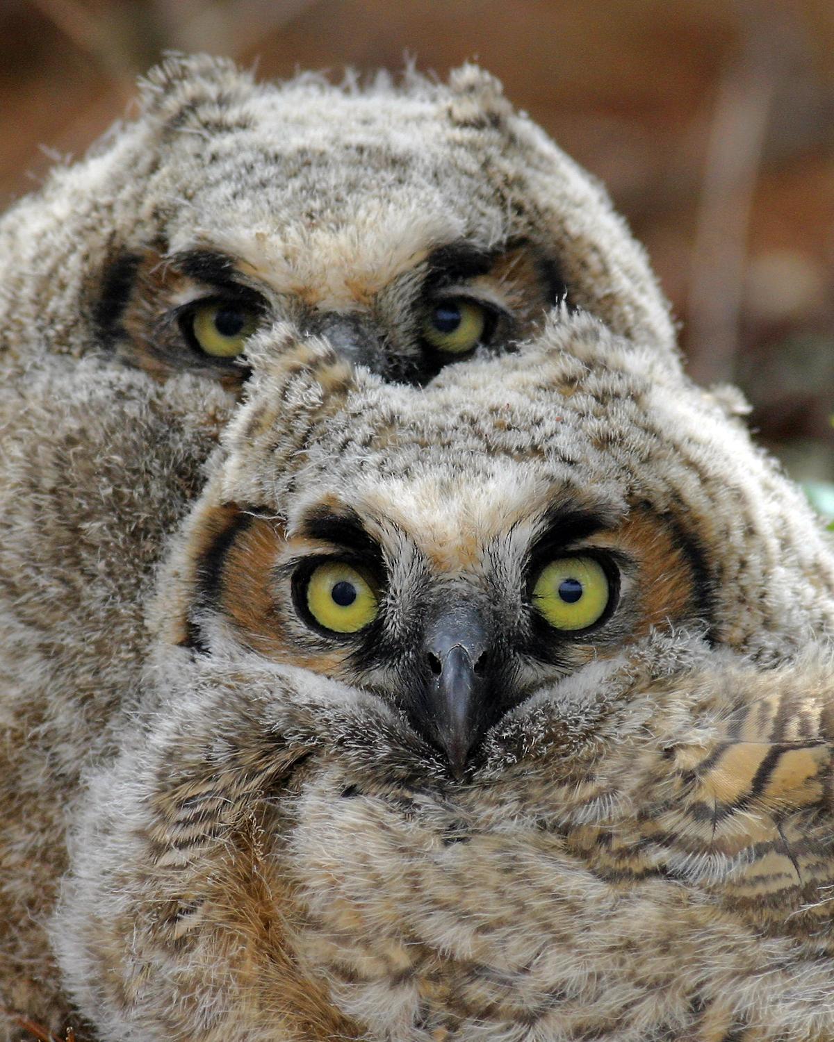 Great Horned Owl Photo by Jeremy Kleinberg