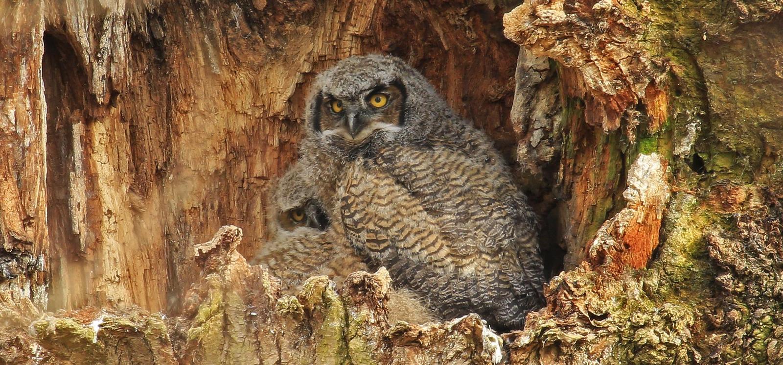 Great Horned Owl Photo by Jim  Murray
