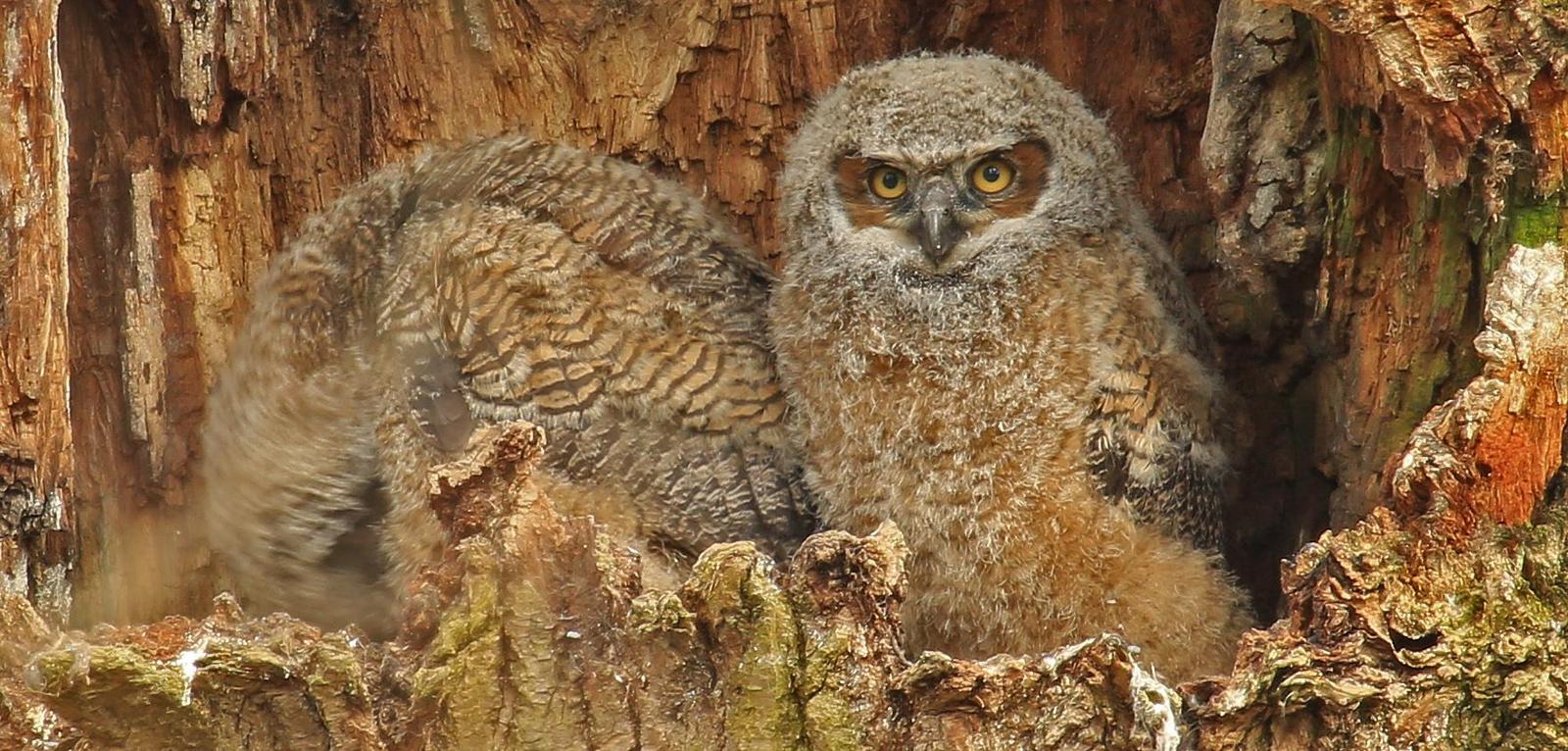 Great Horned Owl Photo by Jim  Murray