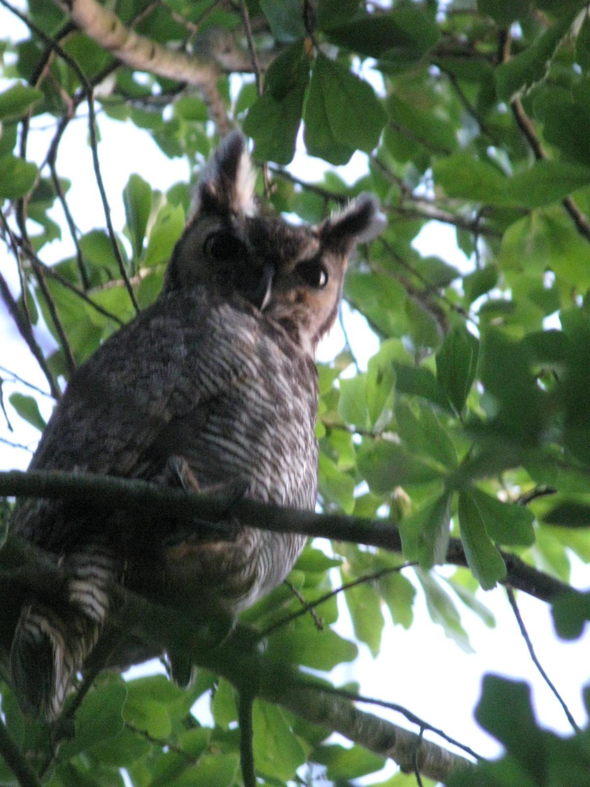 Great Horned Owl Photo by Melinda Calabrese