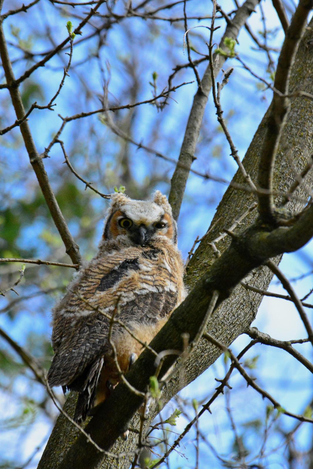 Great Horned Owl (Great Horned) Photo by Linda Cote