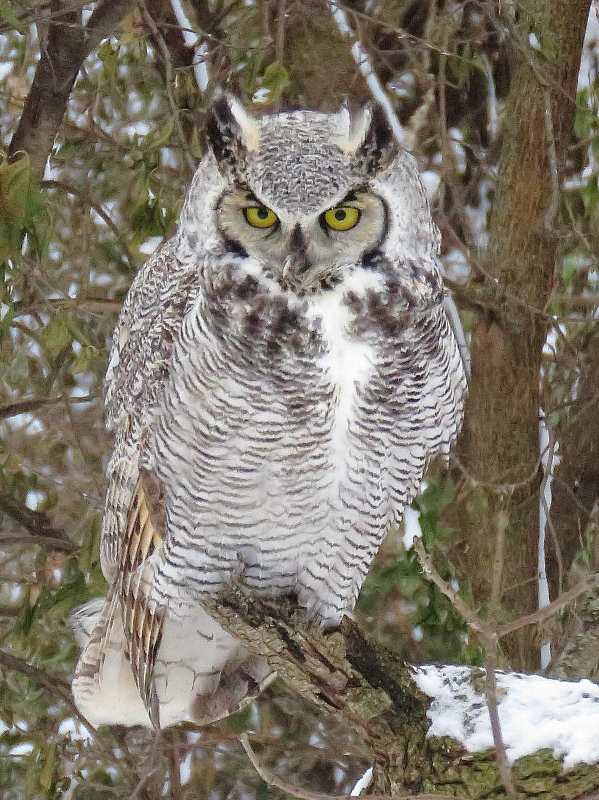 Great Horned Owl (Great Horned) Photo by Kent Jensen