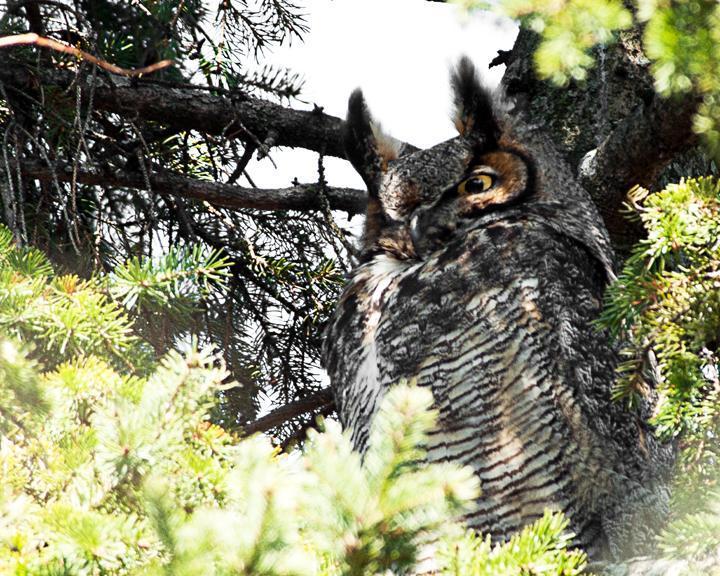 Great Horned Owl (Great Horned) Photo by Jean-Pierre LaBrèche