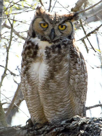 Great Horned Owl (Great Horned) Photo by Dan Tallman
