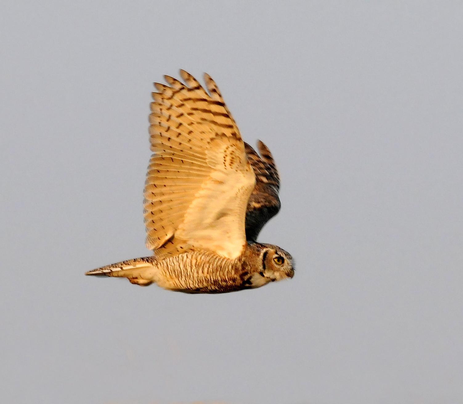 Great Horned Owl (Great Horned) Photo by Steven Mlodinow