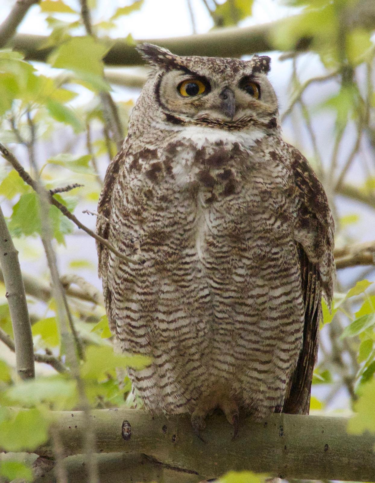 Great Horned Owl (Magellanic) Photo by Susan Leverton