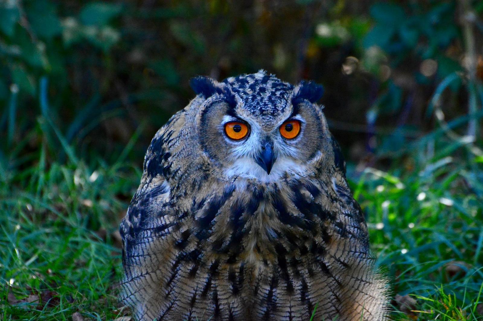 Eurasian Eagle-Owl Photo by Linda Cote