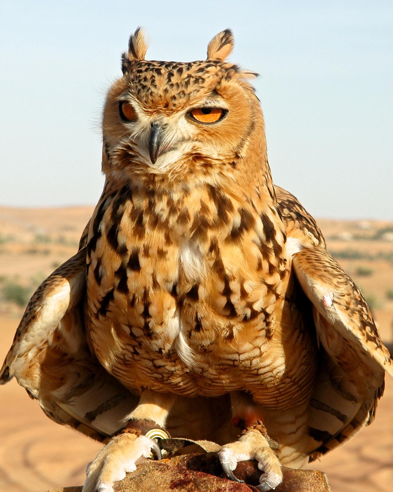 Eurasian Eagle-Owl Photo by Gerald Friesen
