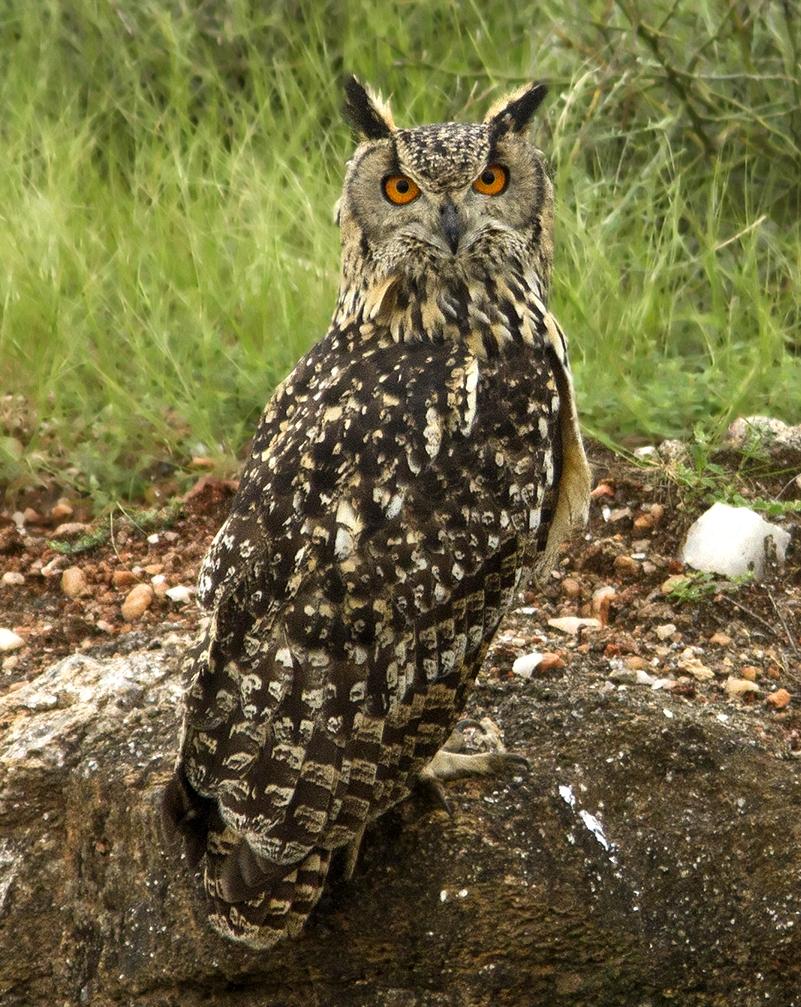 Rock Eagle-Owl Photo by Garima Bhatia