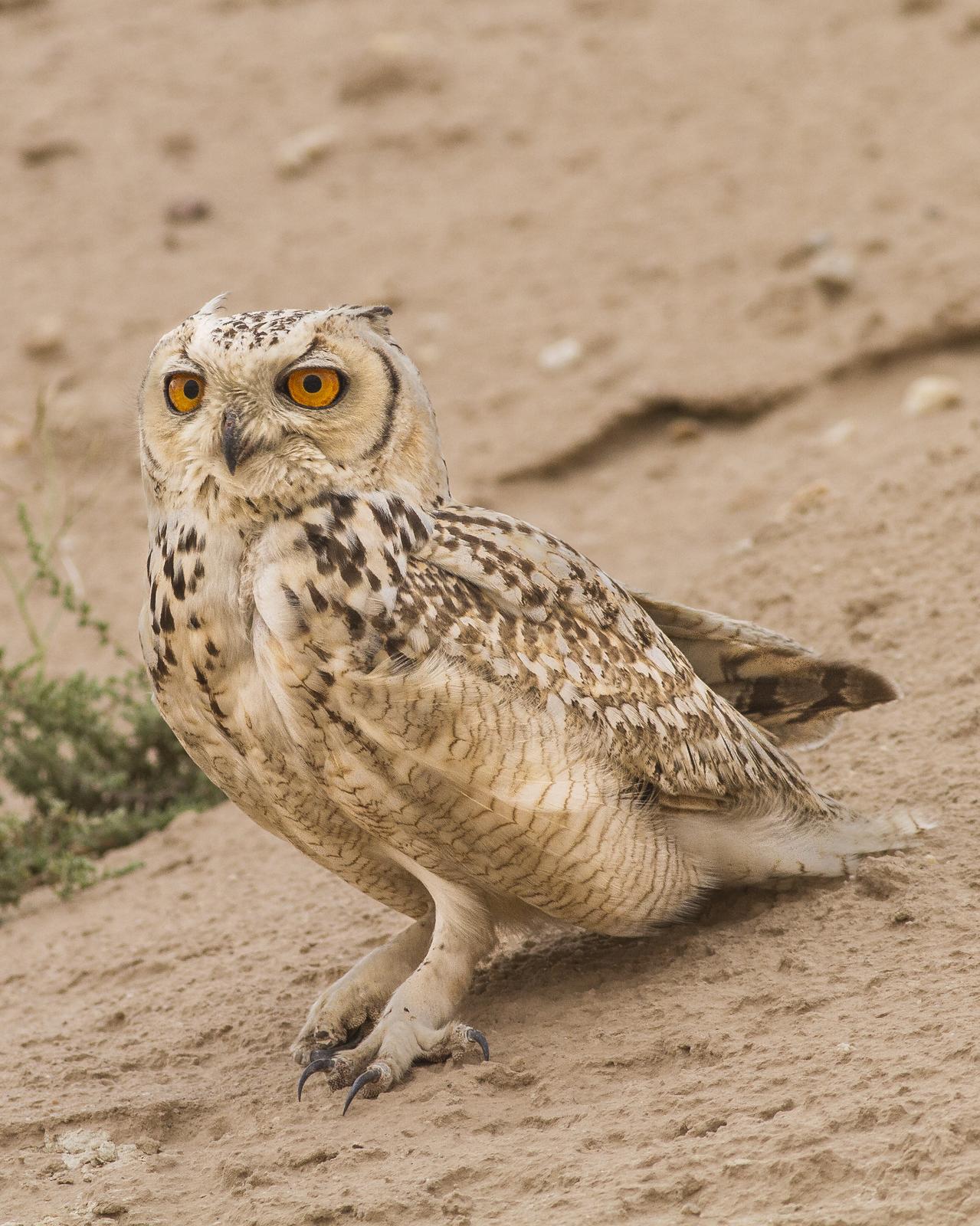 Pharaoh Eagle-Owl Photo by Humoud Alshayji