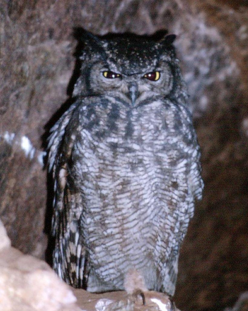 Cape Eagle-Owl Photo by Peter Lowe