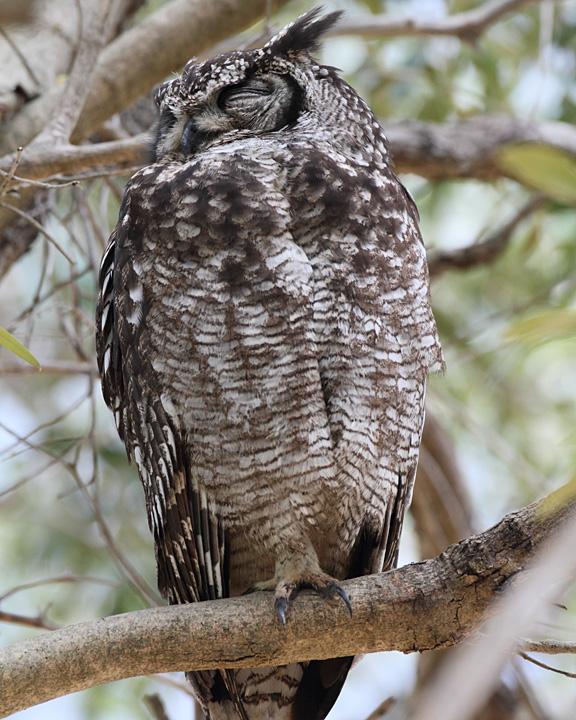 Spotted Eagle-Owl Photo by Jack Jeffrey