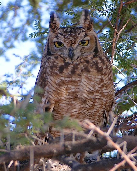 Spotted Eagle-Owl Photo by Denis Rivard