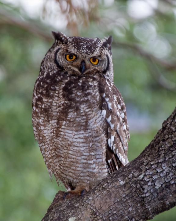 Spotted Eagle-Owl Photo by Robert Lewis