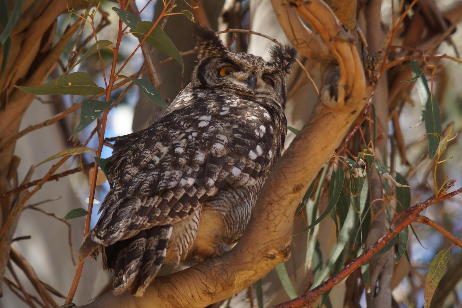 Spotted Eagle-Owl Photo by Robin Oxley