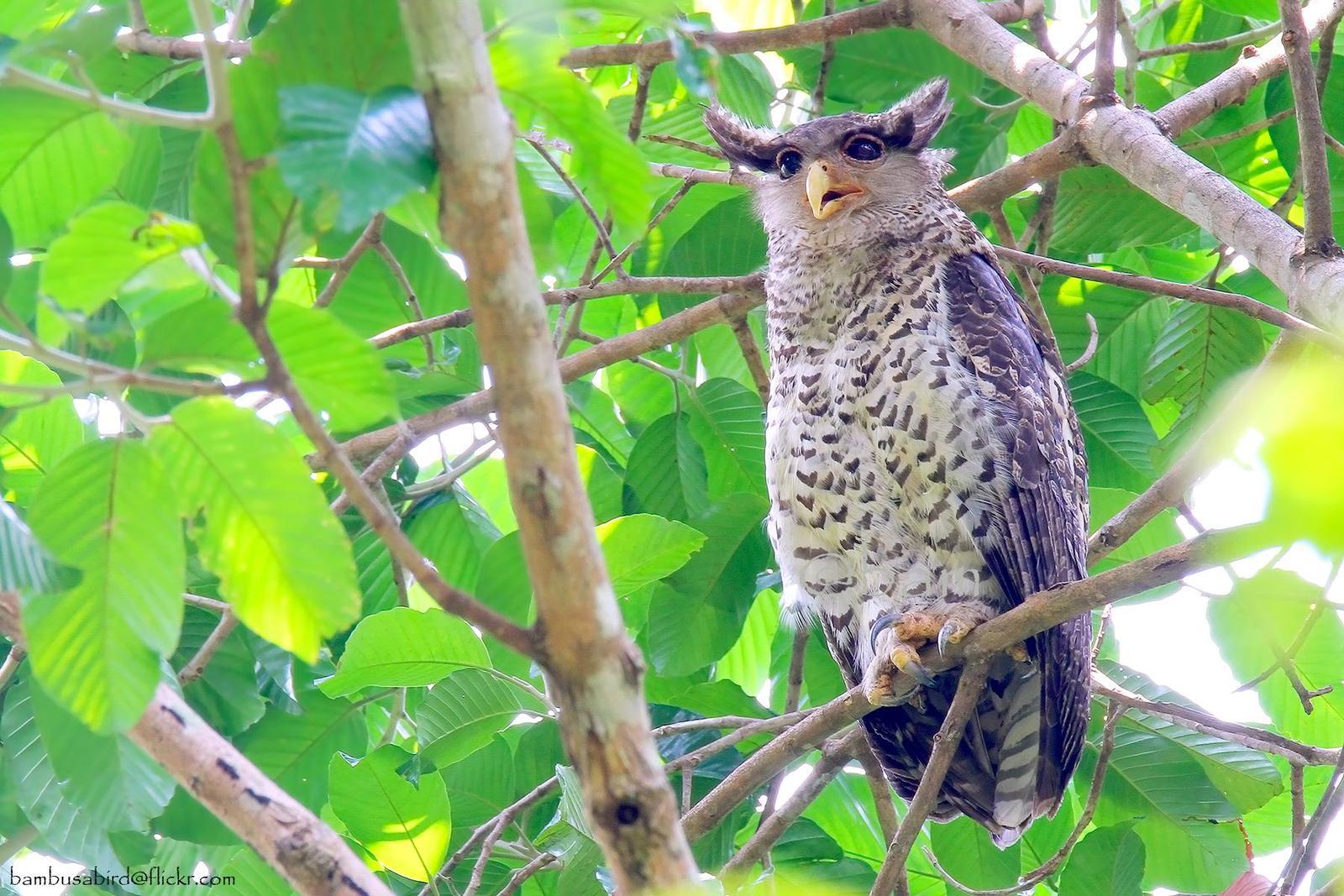 Spot-bellied Eagle-Owl Photo by Apisit Wilaijit