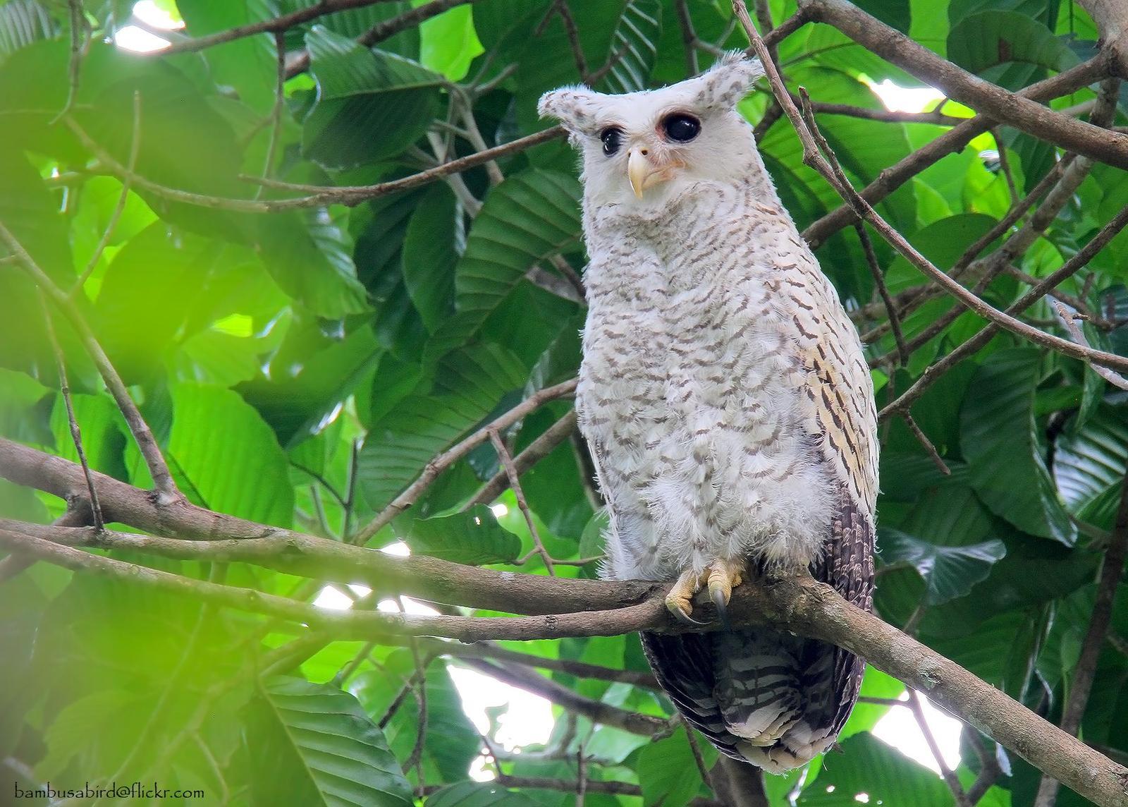 Spot-bellied Eagle-Owl Photo by Apisit Wilaijit