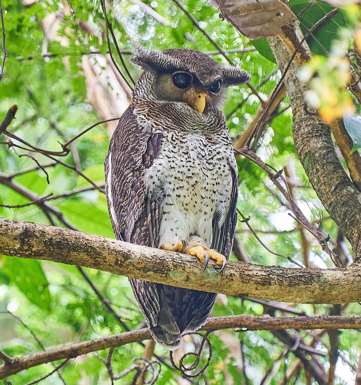 Barred Eagle-Owl Photo by Steven Cheong