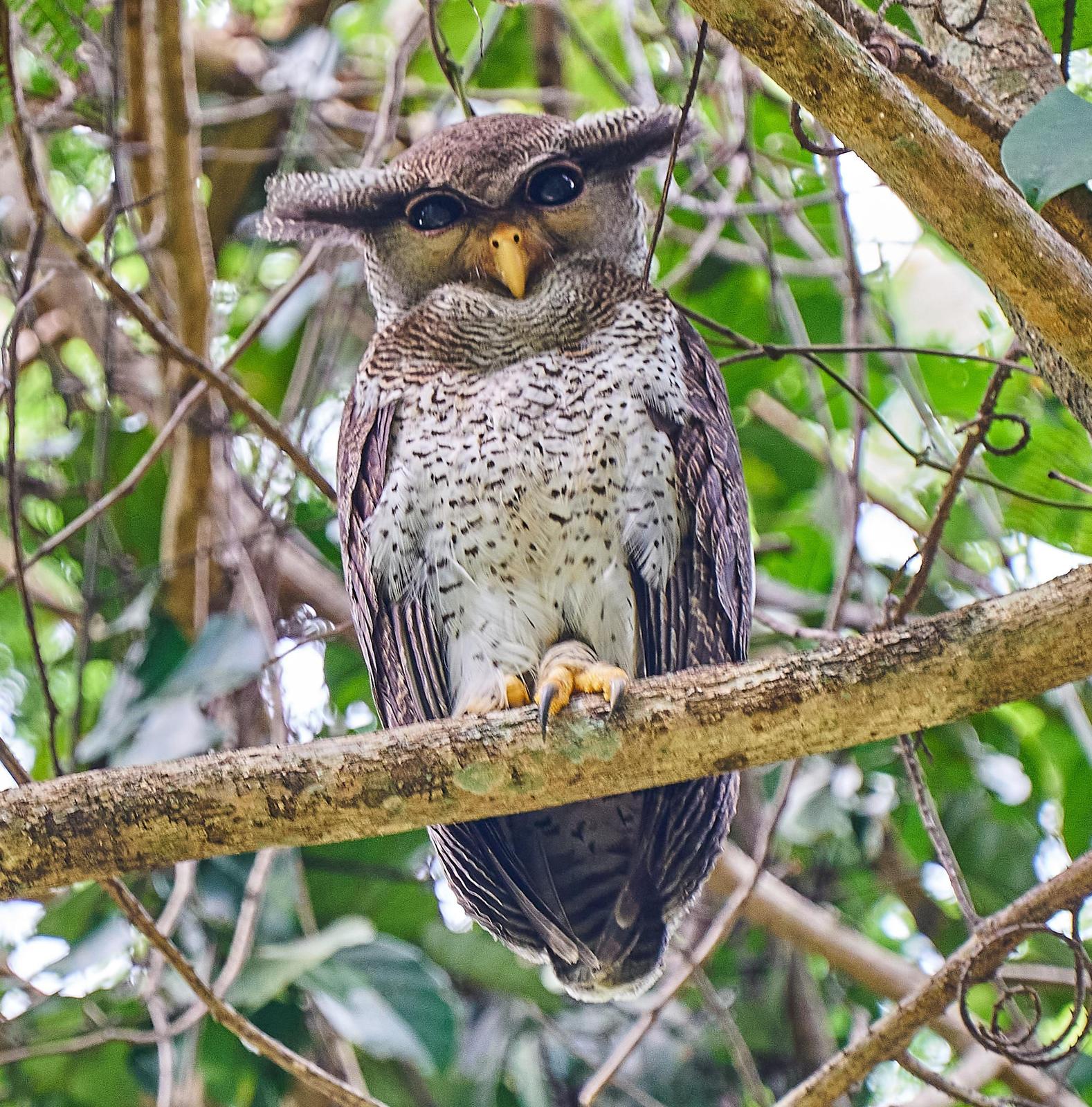 Barred Eagle-Owl Photo by Steven Cheong