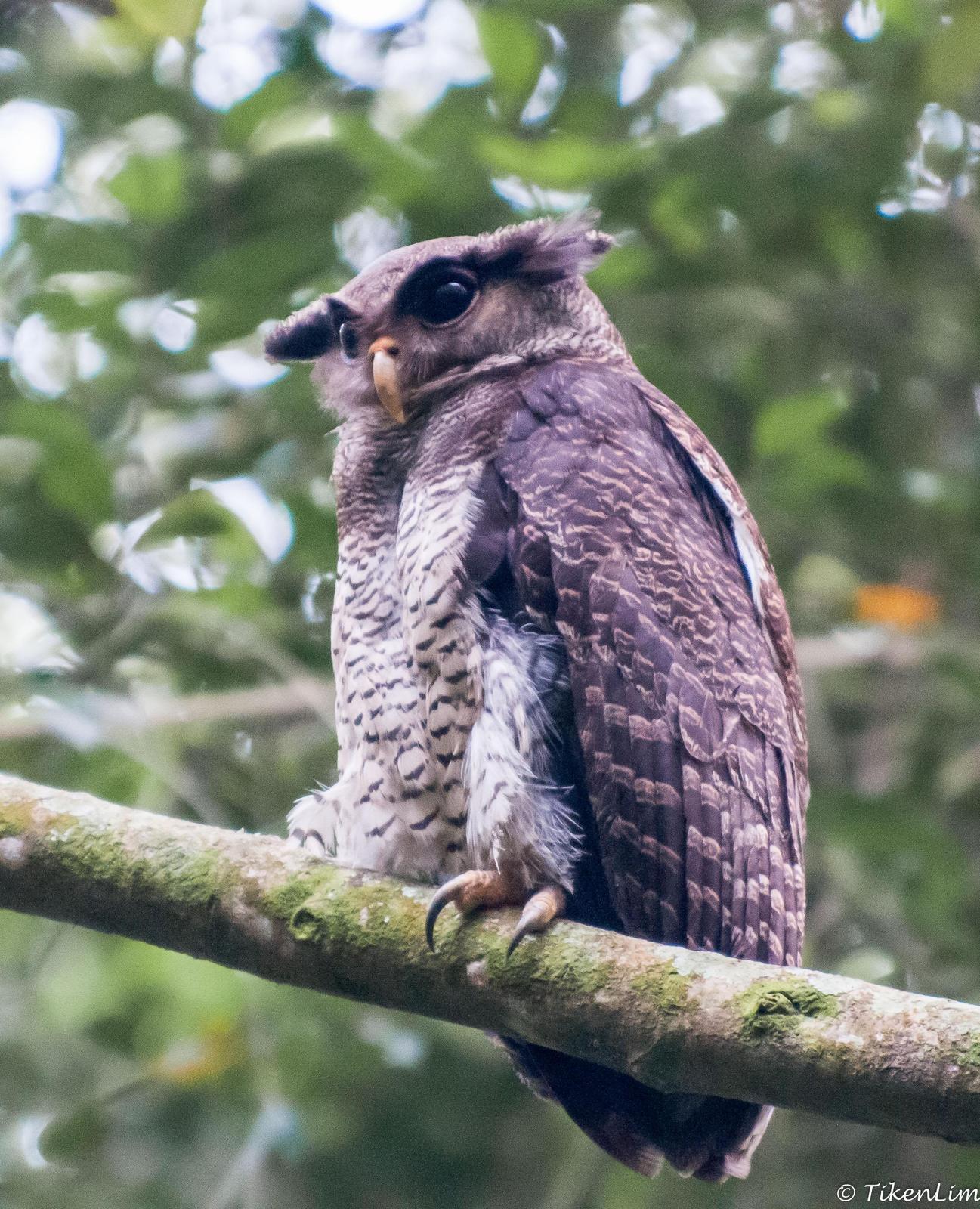 Barred Eagle-Owl Photo by David  Lim