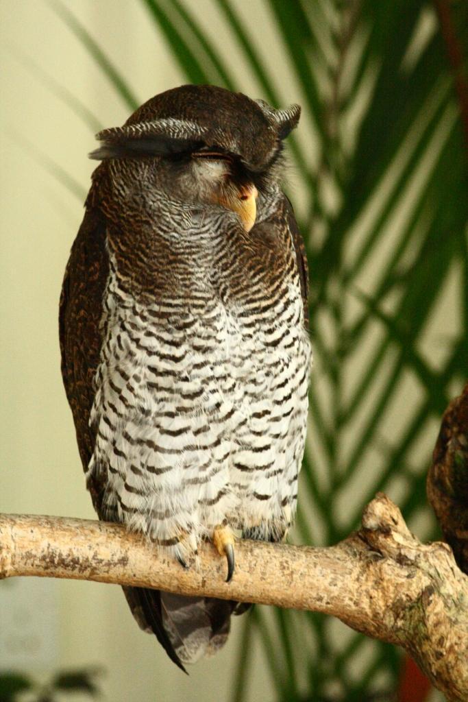 Barred Eagle-Owl Photo by Lee Harding