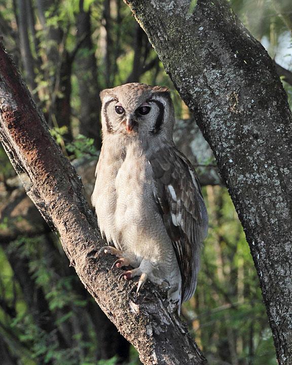 Verreaux's Eagle-Owl Photo by Jack Jeffrey