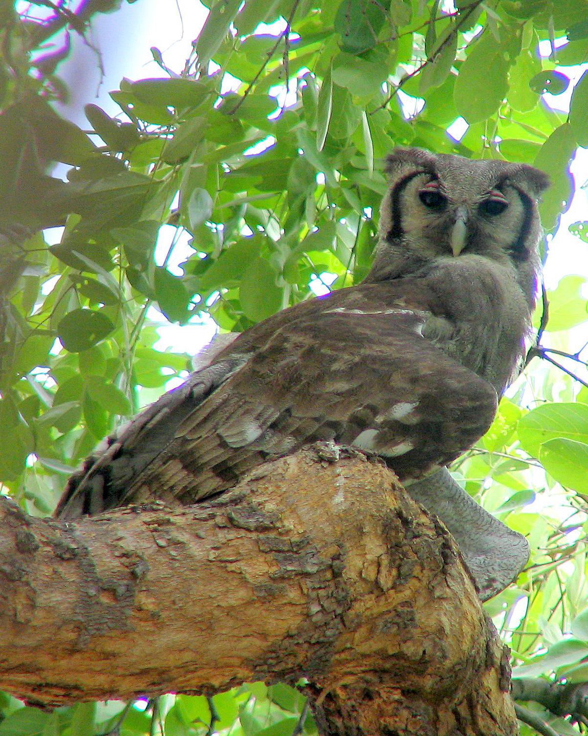 Verreaux's Eagle-Owl Photo by Henk Baptist