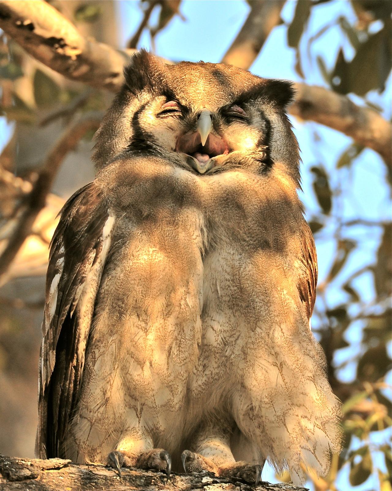 Verreaux's Eagle-Owl Photo by Gerald Friesen