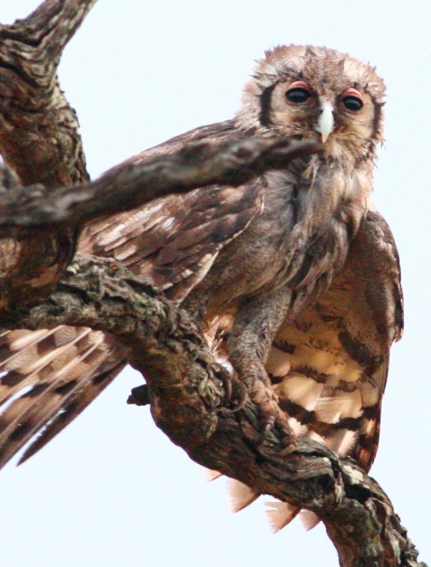 Verreaux's Eagle-Owl Photo by Lee Harding