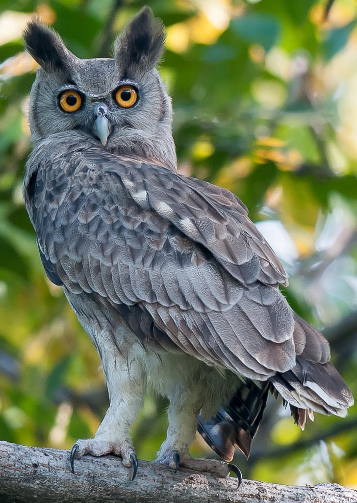 Dusky Eagle-Owl Photo by Kishore Bhargava