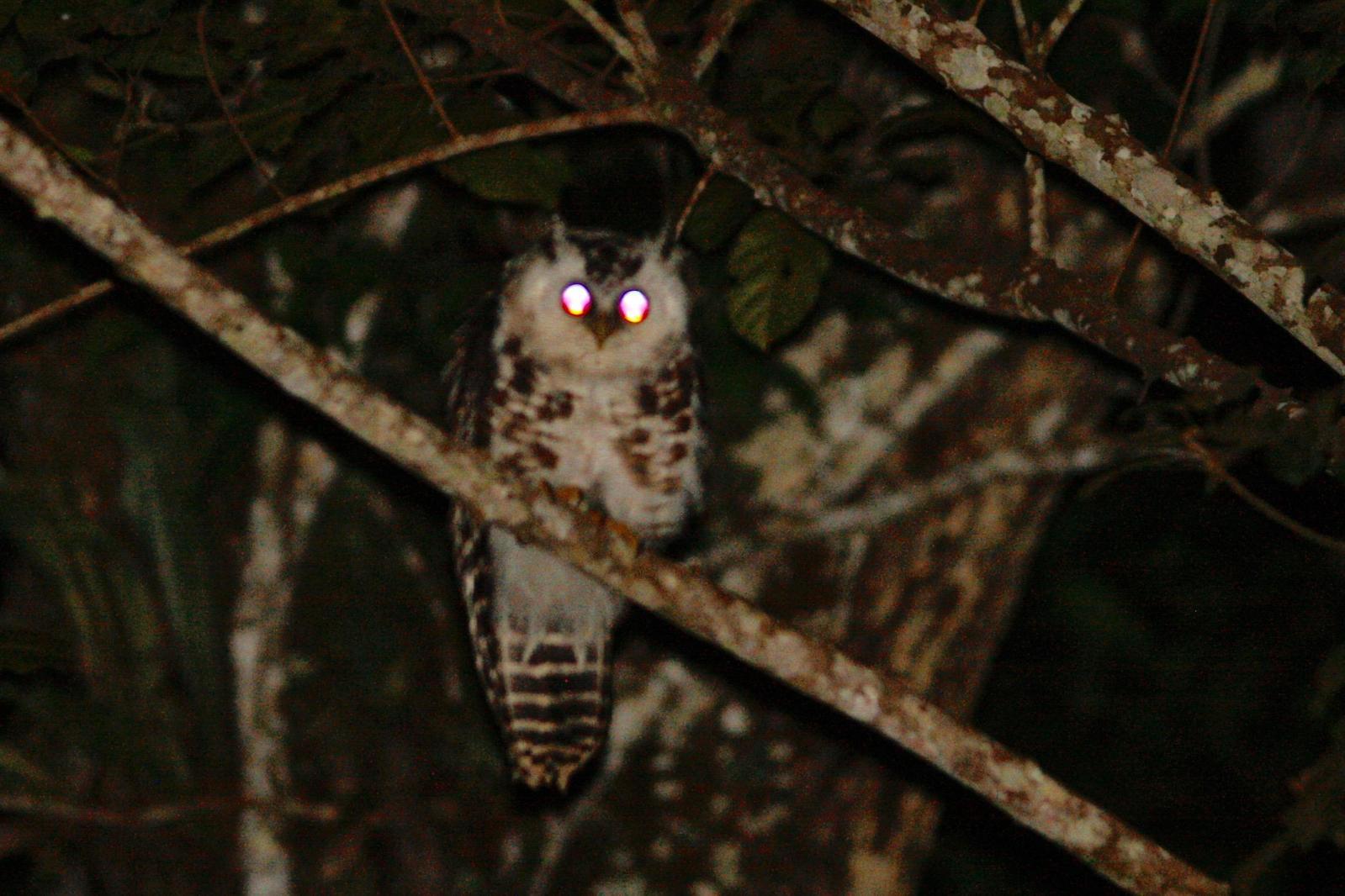 Akun Eagle-Owl Photo by Oscar Johnson