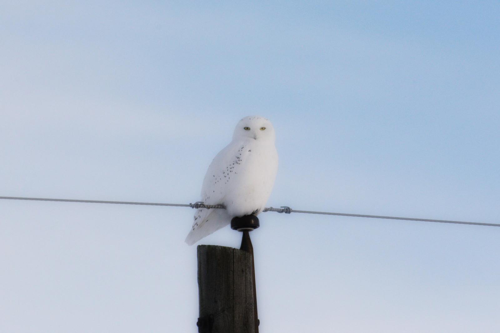 Snowy Owl Photo by Linda Cote